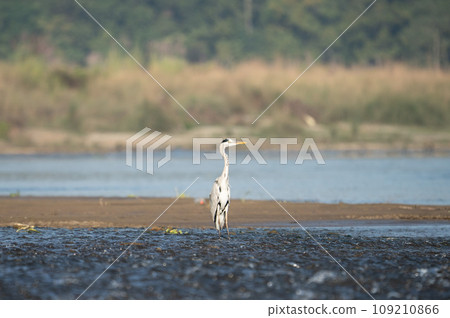 Grey Heron Standing in a River Grey Heron Standing in a River 109210866