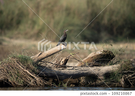 Little Cormorant Perched on some Driftwood 109210867