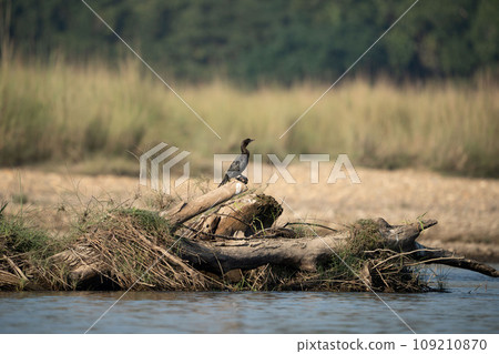 Little Cormorant Perched on some Driftwood Little Cormorant Perched on some Driftwood 109210870