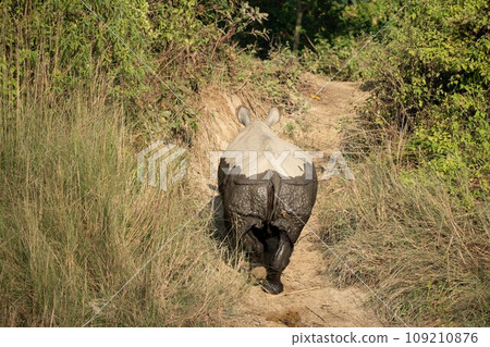One Horned Rhino Walking up Riverbank One Horned Rhino Walking up Riverbank 109210876