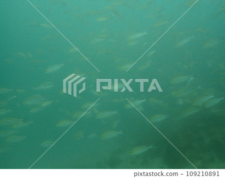 海裡的咕嚕聲成群結隊地游泳 109210891