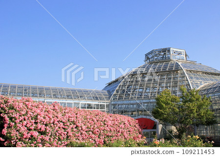 rose garden and greenhouse rose garden and greenhouse 109211453