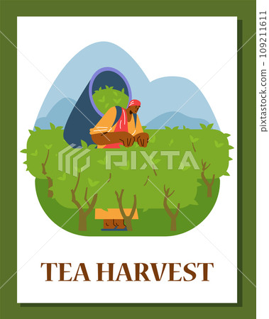 Tea harvest, card with man on the plantation, flat vector illustration Tea harvest, card with man on the plantation, flat vector illustration 109211611