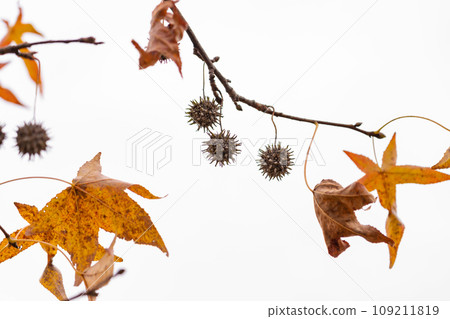 Momijibafou fruit/winter image Momijibafou fruit/winter image 109211819
