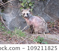Raccoon dog with mange 109211825