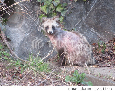 貉患有疥癬 貉患有疥癬 109211825
