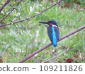 Kingfisher perching on a branch 109211826