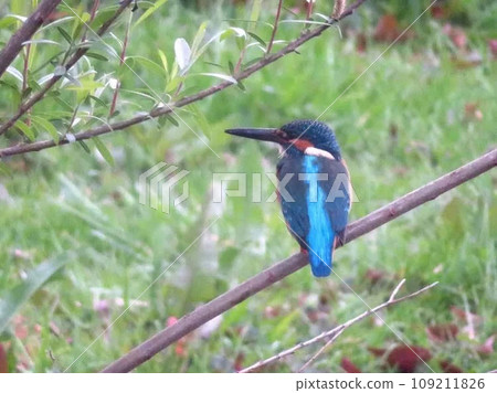 翠鳥棲息在樹枝上 翠鳥棲息在樹枝上 109211826