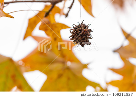 Momijbafou 水果/冬季形象 Momijbafou 水果/冬季形象 109211827