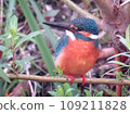 Vibrant kingfisher close up 109211828