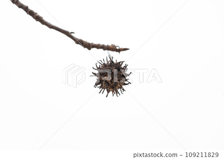 Momijbafou 水果/冬季形象 109211829