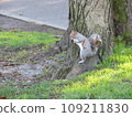 wild squirrel america 109211830