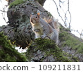 Squirrel on the tree America 109211831