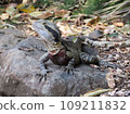 Australian water lizard water dragon on the stone 109211832
