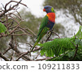 Wild Rainbow Lorikeet Australia 109211833