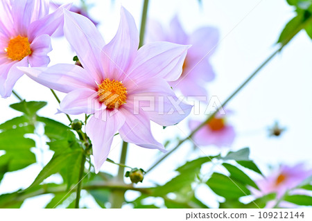 達利亞皇帝 109212144