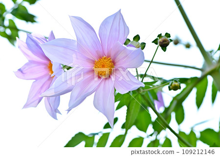 達利亞皇帝 109212146