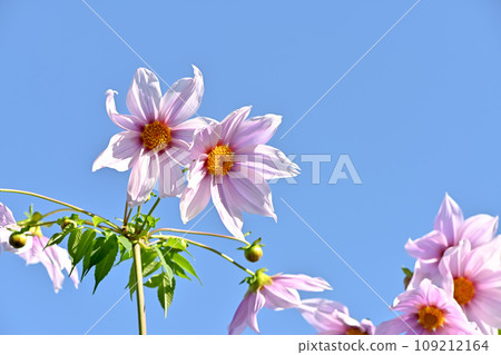 Emperor Dalia 109212164