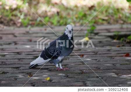 The pigeon bird is rest in the garden The pigeon bird is rest in the garden 109212408