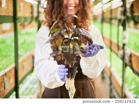 Close up of gardener holding pot with basil and smiling while standing in greenhouse. Smiling woman in rubber garden gloves with leafy plant in hands on blurred background. 109212428