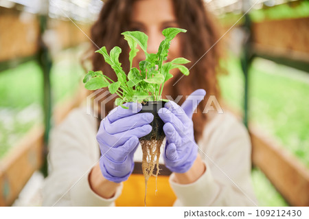 Close up of woman hands in sterile garden gloves holding small pot with green leafy plant. Female gardener demonstrating growing plant seedling in greenhouse. 109212430