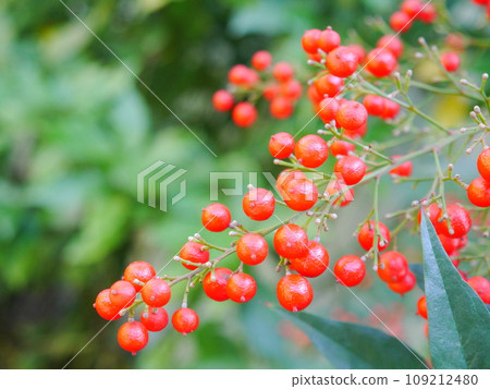 鮮紅的南天果 109212480