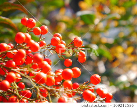 Bright red Nanten fruit Bright red Nanten fruit 109212586