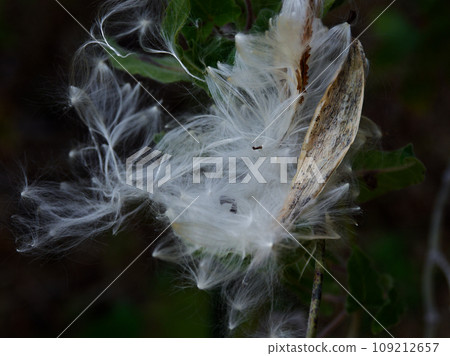 Seed dispersal of the Apocynaceae species 109212657