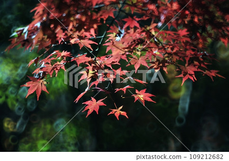 秋天的落葉為秋天的季節增添了色彩 109212682