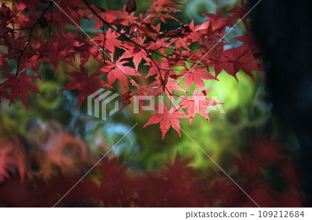 秋天的落葉為秋天的季節增添了色彩 109212684