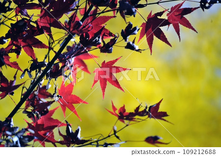 Autumn leaves coloring the autumn season 109212688
