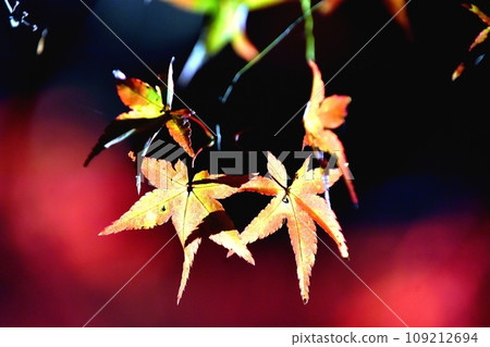 Autumn leaves coloring the autumn season 109212694