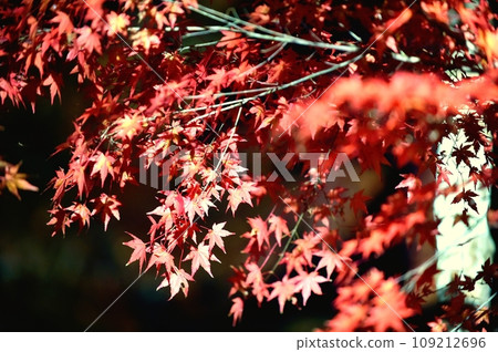 Autumn leaves coloring the autumn season 109212696