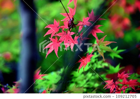 Autumn leaves coloring the autumn season Autumn leaves coloring the autumn season 109212705