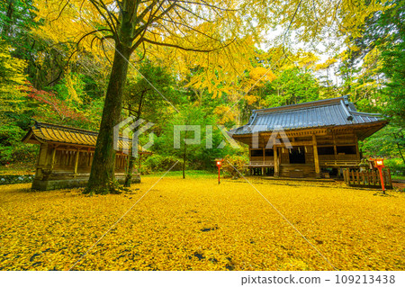 秋天的仁之岡神社黃色銀杏地毯 109213438