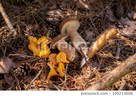 Several porcini mushrooms and chanterelle mushroom in pine tree forest at autumn season.. 109213606