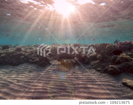 Tropical fish swimming at the coral reef in the Red Sea, Egypt.. 109213675