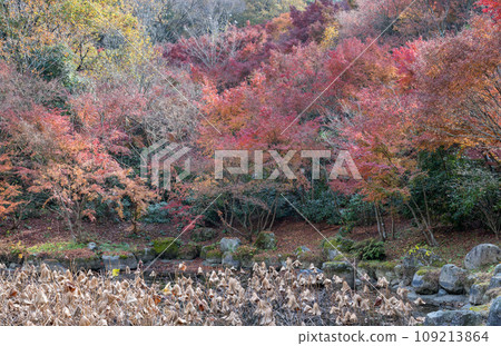 秋天的樹葉 109213864