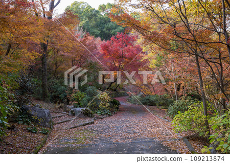 秋天的樹葉 109213874