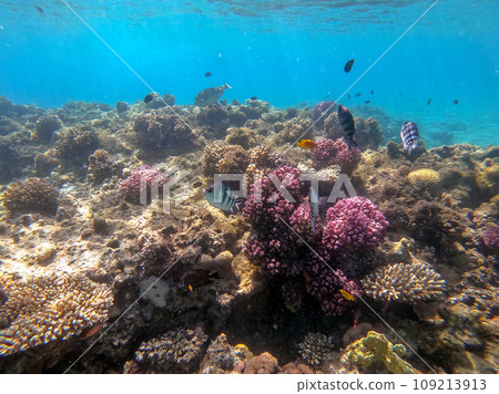 Underwater life of reef with corals and tropical fish. Coral Reef at the Red Sea, Egypt. 109213913
