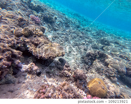 Underwater life of reef with corals and tropical fish. Coral Reef at the Red Sea, Egypt. Underwater life of reef with corals and tropical fish. Coral Reef at the Red Sea, Egypt. 109213921