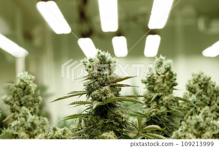 cannabis marijuana or cannabis plant on a medical reserach lab with light cannabis marijuana or cannabis plant on a medical reserach lab with light 109213999