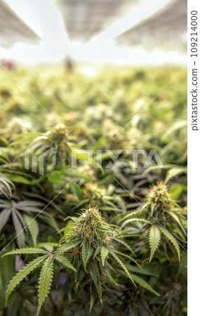 Marijuana shoots in a medical lab where they are growing cannabis for research into making medicine Marijuana shoots in a medical lab where they are growing cannabis for research into making medicine 109214000