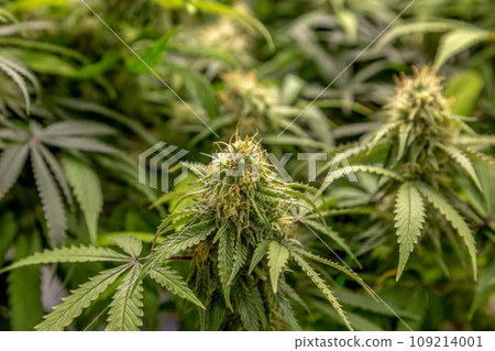 maximum crop growing results weed marijuana plant on climate control farming on Cannabis science lap maximum crop growing results weed marijuana plant on climate control farming on Cannabis science lap 109214001