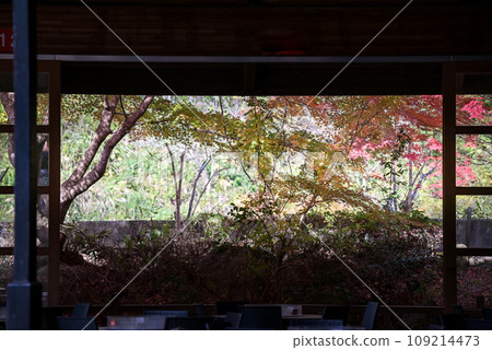 鹿兒島風景與美麗的秋葉 鹿兒島風景與美麗的秋葉 109214473