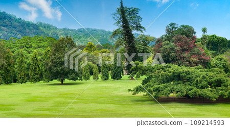 A botanical garden with vast lawns and rare plants. Kandy, Sri Lanka. Wide photo. 109214593