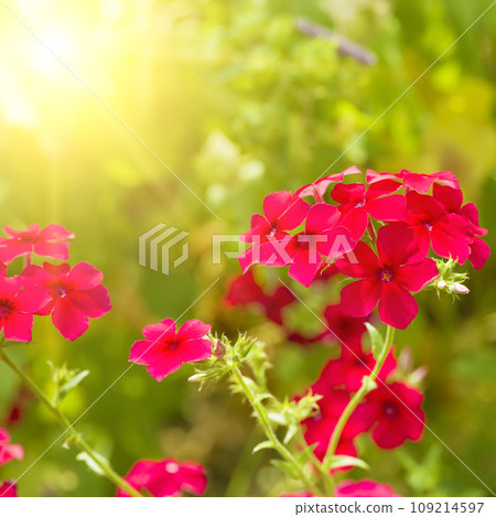 Bright phlox flowers against the backdrop of the summer garden. Bright phlox flowers against the backdrop of the summer garden. 109214597