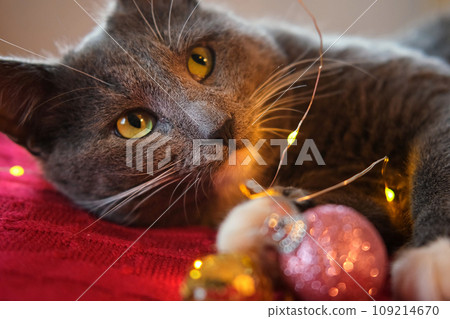 Kitten Sniffs and Chews a Garland on Red Knitted Blanket. Gift Box, Christmas Lights and Shiny Decoration Background. Gray Cat is Playing, Preparing to Celebration Xmas. Cute Pet. Funny Animals. Humor Kitten Sniffs and Chews a Garland on Red Knitted Blanket. Gift Box, Christmas Lights and Shiny Decoration Background. Gray Cat is Playing, Preparing to Celebration Xmas. Cute Pet. Funny Animals. Humor 109214670