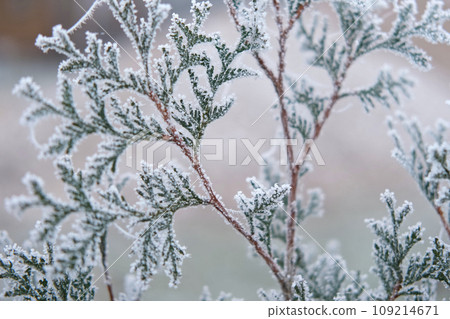 Frosty Cypress Branches Beautiful Winter Background. Close Up Macro. Christmas Time. Snowy Juniper Backdrop. Iced Forest Closeup. Winter Nature. High Quality footage. Coniferous Tree with Hoarfrost. Frosty Cypress Branches Beautiful Winter Background. Close Up Macro. Christmas Time. Snowy Juniper Backdrop. Iced Forest Closeup. Winter Nature. High Quality footage. Coniferous Tree with Hoarfrost. 109214671