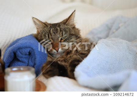 Happy Cat sleeping and resting with towel after bathing procedures. Funny Tabby Feline relax, calms down on a massage table while taking spa treatments. Pet Grooming. Humor. Aromatherapy, body care. 109214672